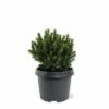 Picea Glauca Alberta Globe - Pot 3 Ltr
