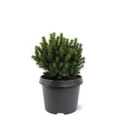 Loofbomen Winkel 19 Picea Glauca Alberta Globe - Pot 3 Ltr