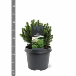 Picea Glauca Alberta Globe - Pot 3 Ltr -Loofbomen Winkel 1936764783
