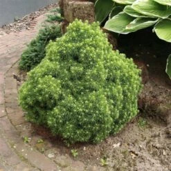 Picea Glauca Alberta Globe - Pot 3 Ltr -Loofbomen Winkel 1936764795