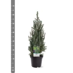 Picea Glauca Sander's Blue - Totale Hoogte 50-60 Cm - Pot 3 Ltr -Loofbomen Winkel 1936764981