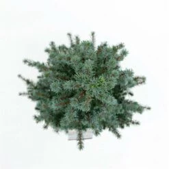 Picea Glauca Sander's Blue - Totale Hoogte 50-60 Cm - Pot 3 Ltr -Loofbomen Winkel 1936764987