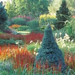 Picea Glauca Sander's Blue - Totale Hoogte 50-60 Cm - Pot 3 Ltr -Loofbomen Winkel 1936764996