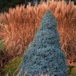 Picea Glauca Sander's Blue - Totale Hoogte 50-60 Cm - Pot 3 Ltr -Loofbomen Winkel 1936764999