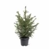 Picea Omorika - Pot 5 Ltr