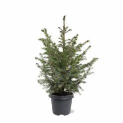 Picea Omorika - Pot 5 Ltr