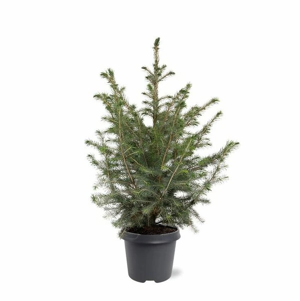Picea Omorika - Pot 5 Ltr 1 Picea Omorika - Pot 5 Ltr