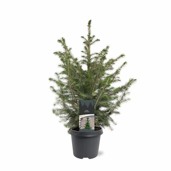 Picea Omorika - Pot 5 Ltr 2 Picea Omorika - Pot 5 Ltr - Afbeelding 2