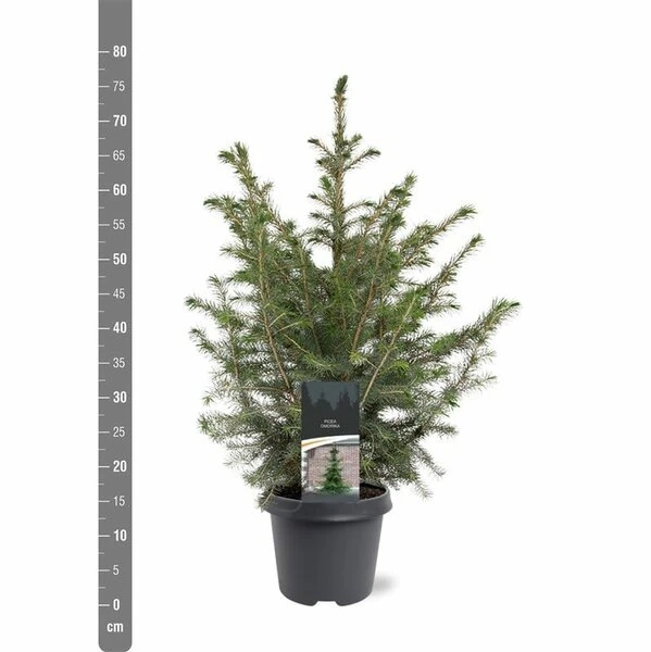 Picea Omorika - Pot 5 Ltr 3 Picea Omorika - Pot 5 Ltr - Afbeelding 3