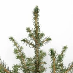 Picea Omorika - Pot 5 Ltr 8 Picea Omorika - Pot 5 Ltr -Loofbomen Winkel 1936765302