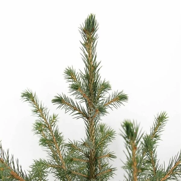 Picea Omorika - Pot 5 Ltr 4 Picea Omorika - Pot 5 Ltr - Afbeelding 4