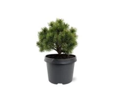 Pinus Mugo Mops - Pot 3 Ltr