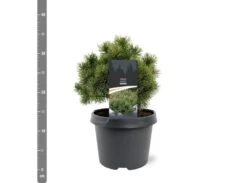 Pinus Mugo Mops - Pot 3 Ltr -Loofbomen Winkel 1936767759