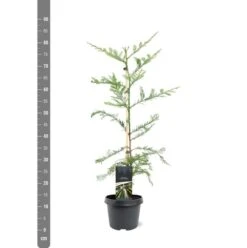 Sequoia Sempervirens - Totale Hoogte 70-90 Cm - Pot 3 Ltr -Loofbomen Winkel 1936768821