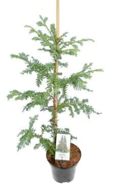 Sequoia Sempervirens - Totale Hoogte 70-90 Cm - Pot 3 Ltr -Loofbomen Winkel 1936768824