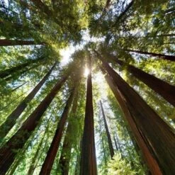 Sequoia Sempervirens - Totale Hoogte 70-90 Cm - Pot 3 Ltr -Loofbomen Winkel 1936768827