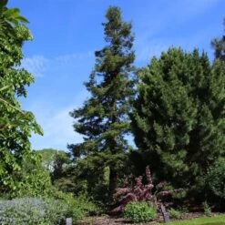 Sequoia Sempervirens - Totale Hoogte 70-90 Cm - Pot 3 Ltr -Loofbomen Winkel 1936768830