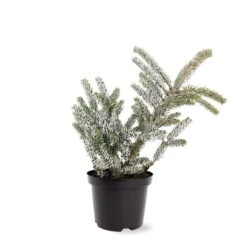 Loofbomen Winkel 17 Abies Koreana Silberlocke - Pot 3 Ltr