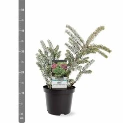 Abies Koreana Silberlocke - Pot 3 Ltr -Loofbomen Winkel 1936769715