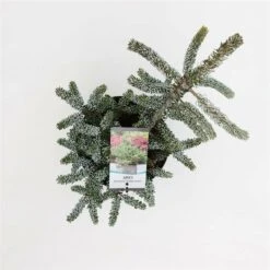 Abies Koreana Silberlocke - Pot 3 Ltr -Loofbomen Winkel 1936769718