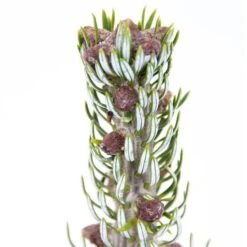 Abies Koreana Silberlocke - Pot 3 Ltr -Loofbomen Winkel 1936769721