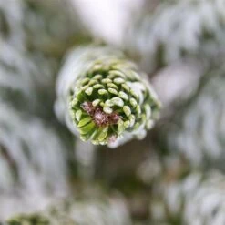 Abies Koreana Silberlocke - Pot 3 Ltr -Loofbomen Winkel 1936769724