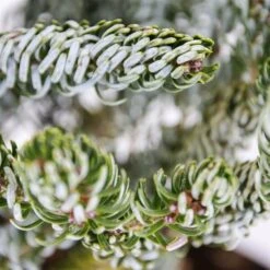 Abies Koreana Silberlocke - Pot 3 Ltr -Loofbomen Winkel 1936769727