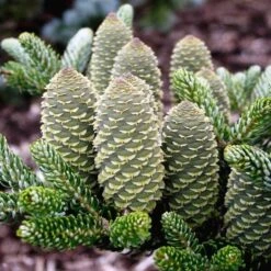 Abies Koreana Silberlocke - Pot 3 Ltr -Loofbomen Winkel 1936769733