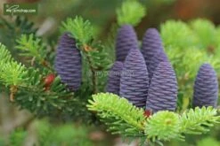 Abies Koreana Silberlocke - Pot 3 Ltr -Loofbomen Winkel 1936769736