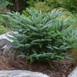 Abies Koreana Silberlocke - Pot 3 Ltr -Loofbomen Winkel 1936769739