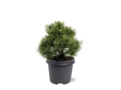 Loofbomen Winkel 21 Pinus Mugo Mops - Pot 5 Ltr