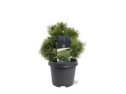 Loofbomen Winkel -Loofbomen Winkel 1936770246