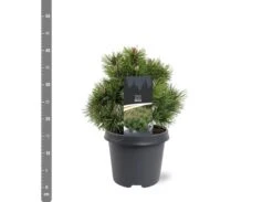 Pinus Mugo Mops - Pot 5 Ltr -Loofbomen Winkel 1936770249