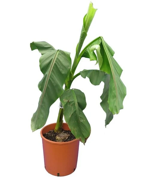 Musa Basjoo - Pot Ø 26 Cm 1 Musa Basjoo - Pot Ø 26 Cm