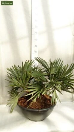 Trithrinax Campestris - Stam 20+ Cm - Totale Hoogte 80-90 Cm - Pot Ø 55 Cm [pallet]