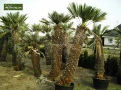 Trithrinax Campestris - Stam 20+ Cm - Totale Hoogte 80-90 Cm - Pot Ø 55 Cm [pallet] -Loofbomen Winkel 1943458113