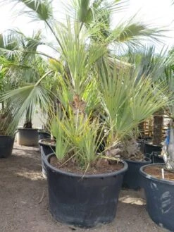 Nannorrhops Sp. Silver Iran - Stam 50-70 Cm - Totale Hoogte 200+ Cm - Pot Ø 100 Cm [pallet] -Loofbomen Winkel 1943730189