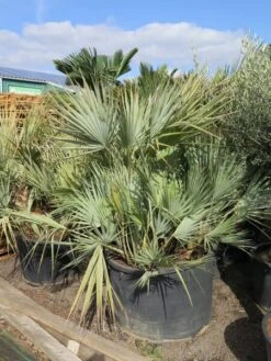 Nannorrhops Sp. Silver Iran - Stam 50-70 Cm - Totale Hoogte 200+ Cm - Pot Ø 100 Cm [pallet] -Loofbomen Winkel 1943730192