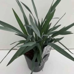Dianella Blue Stream - Pot 5 Ltr