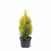 Thuja Occidentalis Golden Smaragd - Totale Hoogte 90-110 Cm - Pot 3 Ltr