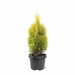 Thuja Occidentalis Golden Smaragd - Totale Hoogte 90-110 Cm - Pot 3 Ltr