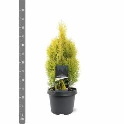 Thuja Occidentalis Golden Smaragd - Totale Hoogte 90-110 Cm - Pot 3 Ltr -Loofbomen Winkel 1947431013