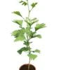 Ginkgo Biloba - Pot Ø 19 Cm