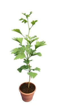 Ginkgo Biloba - Pot Ø 19 Cm