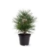 Sciadopitys Verticilata - Totale Hoogte 40-60 Cm - Pot 3 Ltr