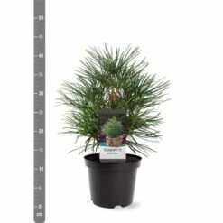 Sciadopitys Verticilata - Totale Hoogte 40-60 Cm - Pot 3 Ltr -Loofbomen Winkel 1949311068