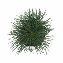 Sciadopitys Verticilata - Totale Hoogte 40-60 Cm - Pot 3 Ltr -Loofbomen Winkel 1949311071