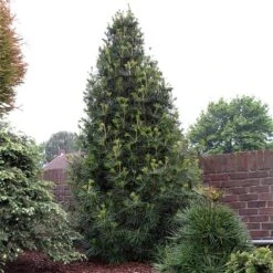 Sciadopitys Verticilata - Totale Hoogte 40-60 Cm - Pot 3 Ltr -Loofbomen Winkel 1949311077