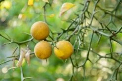 Poncirus Trifoliata - Totale Hoogte 70-90 Cm - Pot Ø 22 Cm -Loofbomen Winkel 1950444057