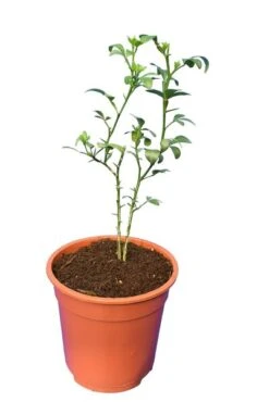 Poncirus Trifoliata - Totale Hoogte 70-90 Cm - Pot Ø 22 Cm -Loofbomen Winkel 1950444060